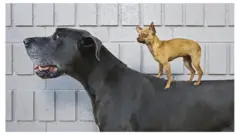 Chihuahua standing on a Great Dane