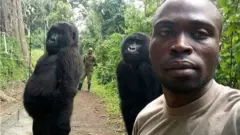 Selfie branché avec des gorilles