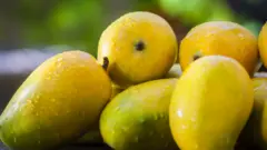 કેસર કેરી