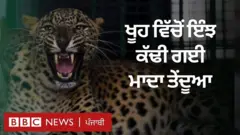 ਗੁਜਰਾਤ ਦੇ ਸ਼ਹਿਰ ਛੋਟਾ ਉਦੈਪੁਰ ਦੇ ਪਿੰਡ ਰਨਵਾਡ਼ ਦੇ ਇੱਕ ਖੂਹ ਵਿੱਚ ਮਾਦਾ ਤੇਂਦੂਆ ਡਿੱਗ ਗਿਆ।