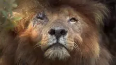 A large lion looks upward with one eye missing
