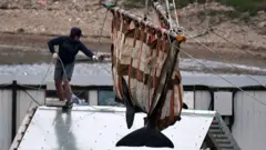 Expertos liberando ballenas en redes especiales.
