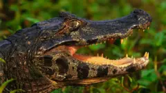 A crocodile with its mouth open
