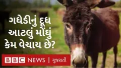 ગધેડું