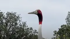 A rare Sarus crane shared a touching moment with the Indian man who nursed it back to health