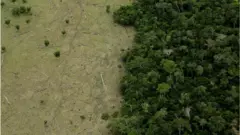 Amazon land for sale thumb