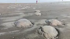 জেলিফিশ