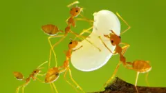 தையற்கார எறும்புகள்