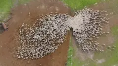 ஆடுகள் இவ்வளவு அழகாய் சிதறி ஓடுமா? - ஆச்சர்யப்பட வைக்கும் காணொளி