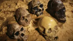 Cráneos de antiguos homínidos