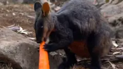 حيوان الولّب