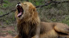 A lion in South Africa