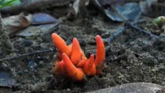 Poison fire coral