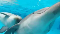 Delfini u bazenu