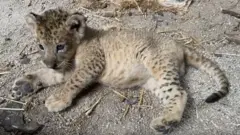 Afrika aslanları nüfusu kırılgan düzeye inmiş hayvanlar kategorisinde