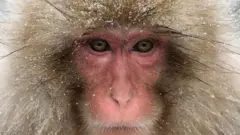 Macaco