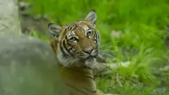 тигриця надя