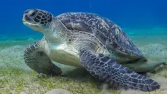 Leatherback sea turtle