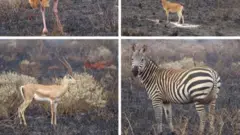 Inyamaswa muri Tsevo
