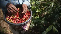 kopi