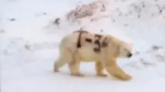 video snimak medveda