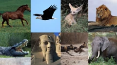 Fauves, félins, alligators et oiseaux se donnent en spectacle à la CAN