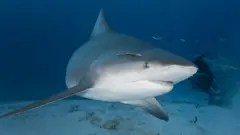 File photo of a bull shark