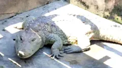 Ọọ̀nì àléégbà