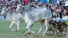 प्रतिनिधिक छायाचित्र
