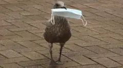 पक्षी की चोंच में मास्क