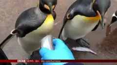 လော့ခ်ဒေါင်း အတွင်းက တိရစ္ဆာန်ရုံတွေရဲ့အခြေအနေ