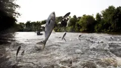 팝콘처럼 강물에서 튀어오르는 붕어