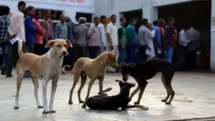 নাগাল্যান্ডে কুকুরের মাংস বিক্রির বিরুদ্ধে অনেক দিন ধরেই আন্দোলন চালিয়ে আসছে বেশ কয়েকটি পশু রক্ষা সংস্থা।