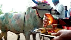 બળદની પૂજા