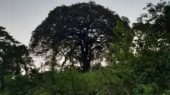 Mti wa usuluhishi una miaka 80 na unapatikana huko Mwika Kilimanjaro Kaskazini Tanzania