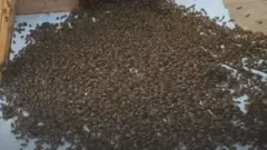 ਮਧੂਮੱਖੀਆਂ