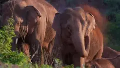 চীনা হাতির পালের মধ্যে দুটো হাতি।