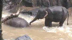 हाथी