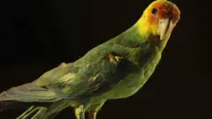 Carolina parakeet specimen