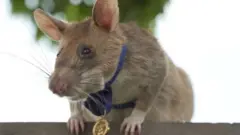 PDSA က ချီးမြှင့်တဲ့ ရွှေတံဆိပ်ကို မက်ဂါဝါ ရရှိ