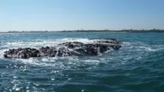 મહાબલિપુરમ્ પાસે જળગરકાવ થઈ ગયેલાં એક મંદિરની તસવીર