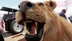 獅子標本