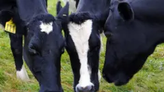 Vacas