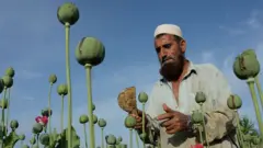 तालिबानची अर्थव्यवस्था आणि अफू यांचं नेमकं नातं काय?