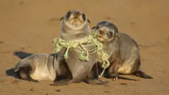 Focas