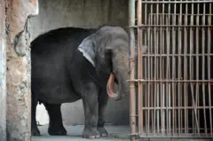 An elephant named Mali, 37 years old, walks inside an enclosure at the Manila Zoo in Manila on September 22, 2011. An international animal rights group warned Sri Lanka, on September 12, 2011, against giving the Philippines a baby elephant, saying the creature would face a "lifetime of confinement, boredom and abuse". The Asian unit of US-based People for the Ethical Treatment of Animals (PETA) wrote to Sri Lanka's Prime Minister D. M. Jayaratne saying the donation would sentence the elephant to a life of "misery at the Manila Zoo".