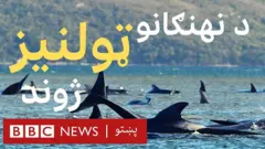 ډرون کامرو د وژونکو نهنګانو ټولنیز ژوند په ډاګه کړ