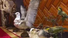 هرات