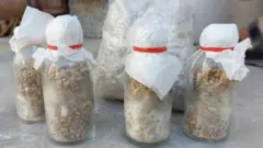 مشروم