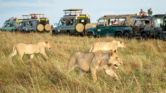 Magari ya Safari yenye watalii wakishuhudia simba